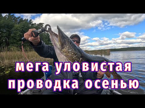Видео: Техника ловли! Мега Уловистая Проводка силикона осенью!