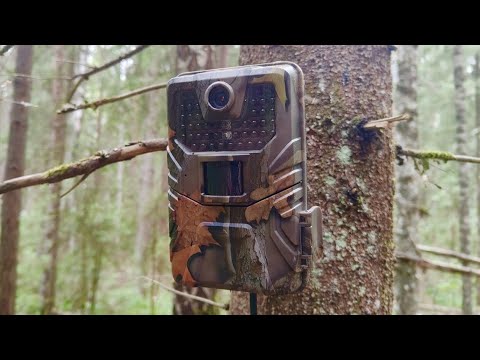 Видео: Оставил фотоловушку у разрытого муравейника! Кто пришел?