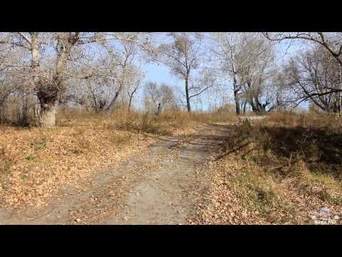 Видео: Аир болотный - сбор корня.