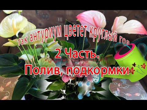 Видео: Как заставить цвести антуриум круглый год. Часть 2