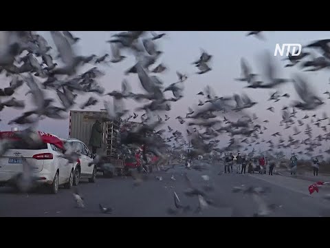 Видео: Миллионы на голубей: китайские заводчики растят пернатых чемпионов