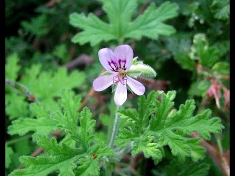 Видео: комнатные растения - душистая герань