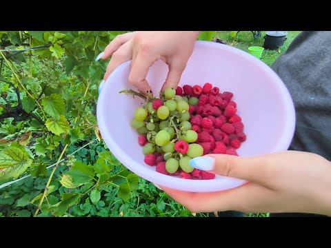 Видео: Наші малинки і виноградик