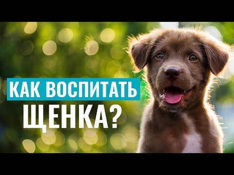 Видео: ЩЕНОК КУСАЕТСЯ? Воспитание щенка БЕЗ АГРЕССИИ: решение проблемы кусательного поведения