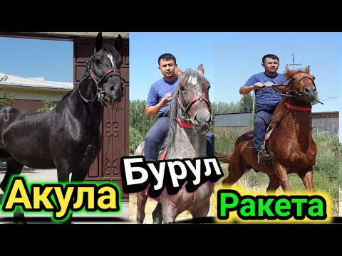 Видео: 20 ИЮЛЬ УЛУГБЕКДАН ОТЛАРНИ КУЧЛИГИ БРУЛГА 100% КАФОЛАТ БЕРАМАН ЧОРНИ АКУЛА УЮРГА КУЧЛИ РАКЕТА.6ЁШ