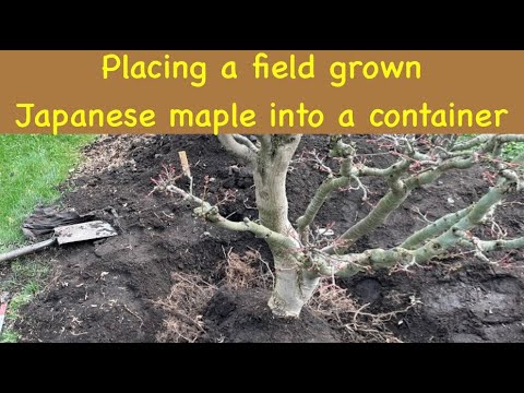 Видео: Помещение выращенного в полевых условиях японского клёна в контейнер