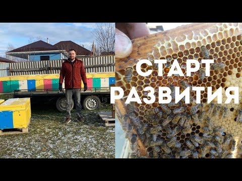 Видео: Первый осмотр пчёл после зимы и подготовка к раннему развитию медовиков дело пчеловода