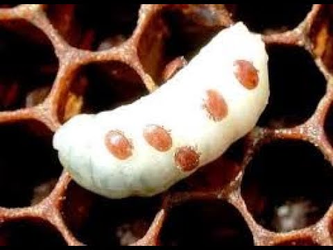 Видео: Комплекс заходів проти кліща на протязі сезону