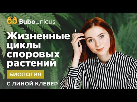 Видео: ЖИЗНЕННЫЕ ЦИКЛЫ СПОРОВЫХ РАСТЕНИЙ | Биология ЕГЭ | Лина Клевер