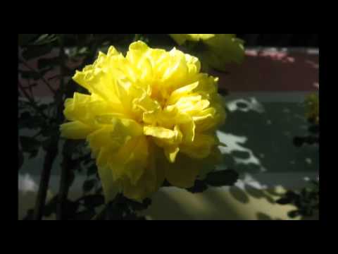 Видео: Лола. Отабек Мадрахимов