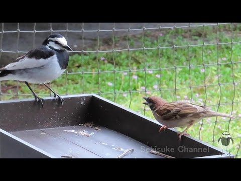 Видео: Пестрые трясогузки против древесного воробья - Бычий Чунько