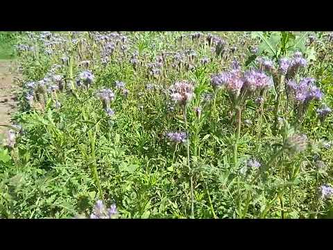 Видео: Фацелия самосевом. Мой опыт выращивания. Третья неделя цветения.