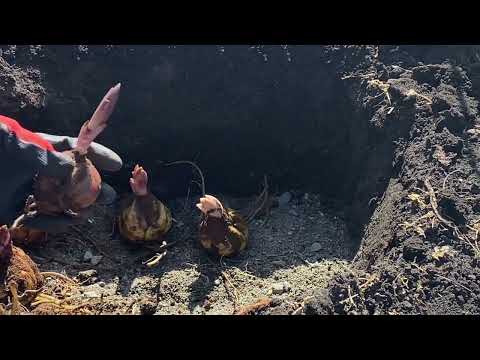 Видео: Лилии. Правильная весенняя посадка.