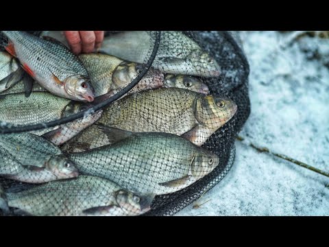 Видео: Зимняя ЛОВЛЯ ЛЕЩА на Реке. Патерностер. Cерия 28.