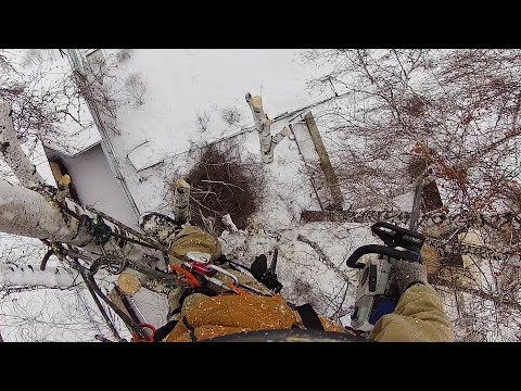 Видео: Если дерево наклонилось на твой дом, начинаешь волноваться