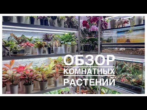 Видео: Обзор комнатных растений | Как цветы пережили мой отпуск | 02.08.2023г.
