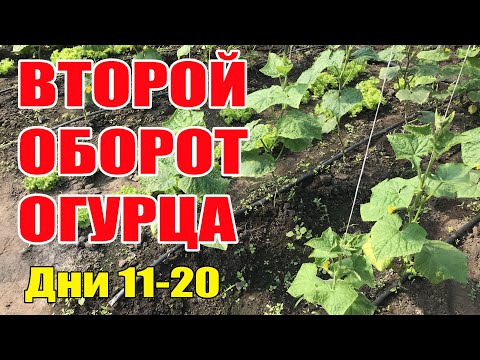 Видео: Второй оборот огурца . Выращивание огурцов в теплице с 11 по 20 день