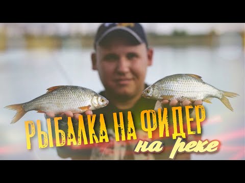 Видео: Ловля на фидер. Рыбалка на Кубани. Ловля плотвы
