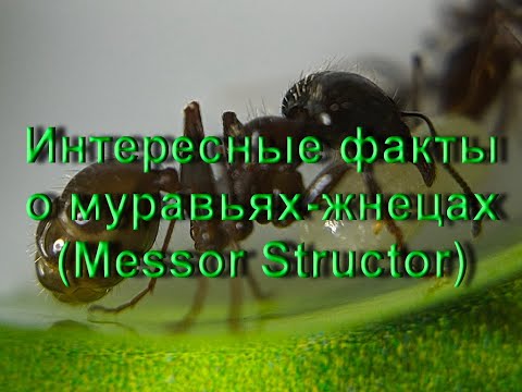 Видео: Интересные факты о Муравьях-жнецах (Messor Structor)