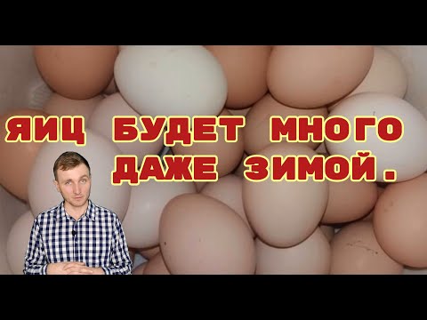 Видео: 🐔🥚 Яиц будет много даже зимой. 🥚🐔