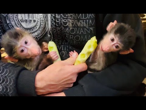 Видео: Степашка и Маня очень мило ЕДЯТ ОГУРЦЫ! Степан взял шефство над СОЛНЕЧНОЙ ОБЕЗЬЯНКОЙ)))