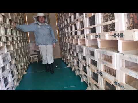 Видео: Новый точок на 72 пчелосемьи через 3 недели после заселения