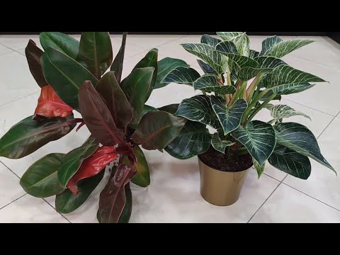 Видео: Филодендрон Биркин и Принц Оранж, деление и пересадка.