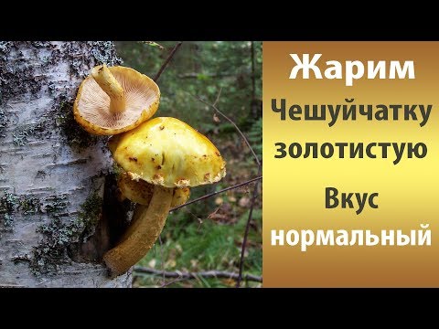 Видео: Жарим - Чешуйчатку золотистую.