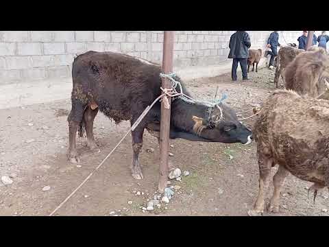 Видео: салом дустони Азиз  рузи саиди Чума Муборак нарху Навои бука