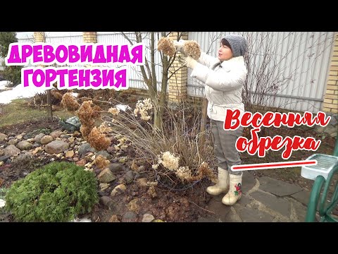 Видео: Обрезка древовидной гортензии весной! 3 способа для разного размера соцветий и времени цветения.