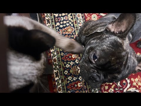 Видео: Часть 35. Подписчики предупреждали, что кошка выцарапает Егору глаза