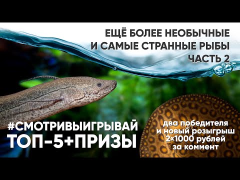 Видео: Самые необычные аквариумные рыбы. Часть 2. #смотривыигрывай
