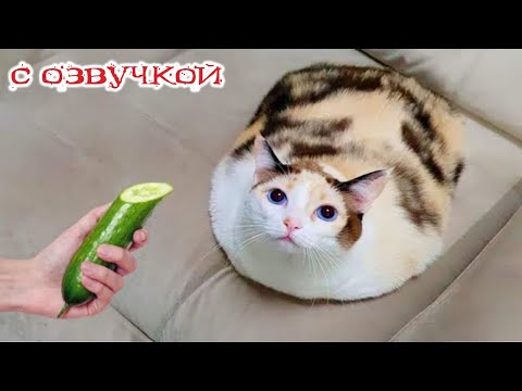 Видео: Приколы с котами! Смешные коты С ОЗВУЧКОЙ! Приколы с животными 2025! УГАР!