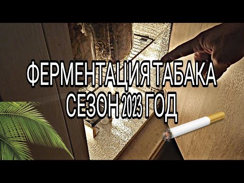 Видео: Ферментация табака (сезон 2023г.)