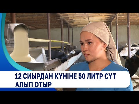 Видео: 12 сиырдан күніне 50 литр сүт алып отыр