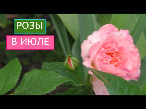Видео: КАК ЗАСТАВИТЬ РОЗУ ЦВЕСТИ ВСЕ ЛЕТО!!