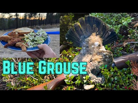 Видео: Охота на голубого тетерева, приготовление пищи и кемпинг