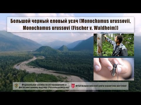 Видео: Большой черный еловый усач (Monochamus urussovii, Monochamus urussovi (Fischer v. Waldheim))
