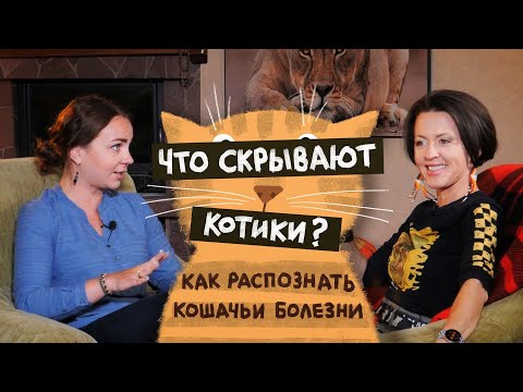 Видео: Что скрывают котики: как распознать кошачьи болезни?