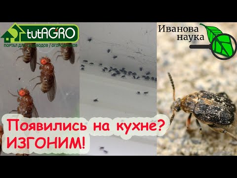 Видео: Появились и полетели какие-то мушки в доме? Три проблемы - три способа избавиться от мушек.