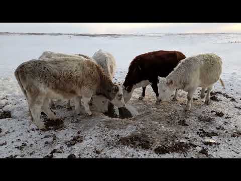 Видео: Морозы отступили