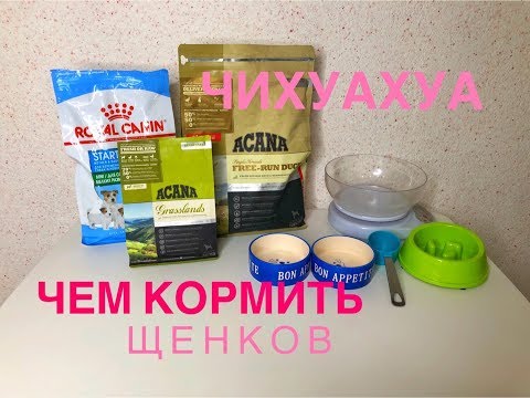 Видео: Кормление щенков чихуахуа