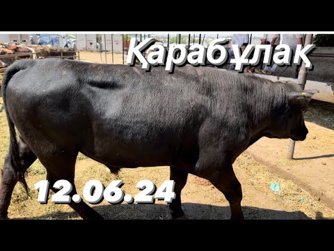 Видео: Қарабұлақ мал базары 12.06.24 Сиыр. Бұқа. Бұзау