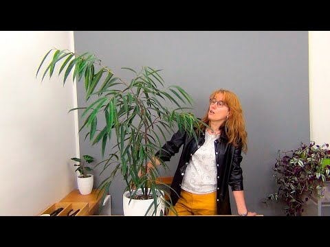 Видео: Формирование фикуса Али, вариант 1 (ч.3).