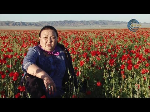 Видео: "Жапырақ жүрек жас қайың" әнінің шығу тарихы. Алмахан Кенжебекова