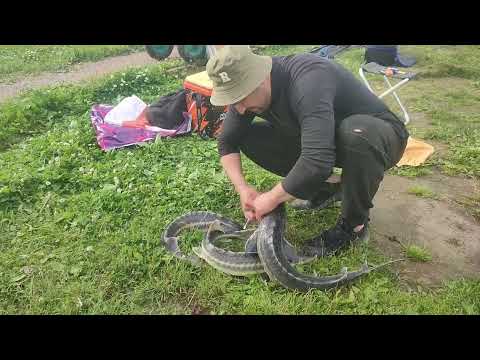Видео: Первый опыт ловли осетра#марлин#fishing#мы