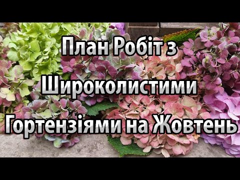 Видео: План Робіт з Широколистими Гортензіями на Жовтень
