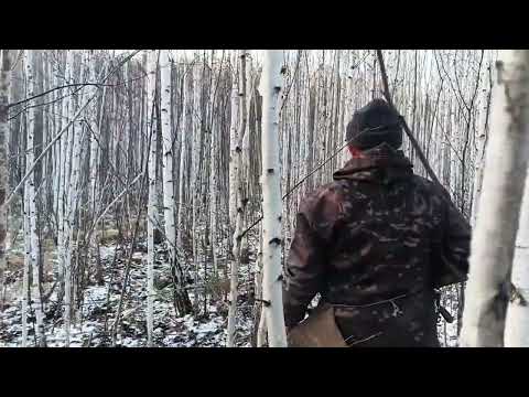 Видео: За кабанами в 4 месяца в тайге .