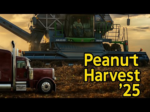 Видео: В Техасском районе Пэнхэндл стартовал сбор арахиса 2025 года!