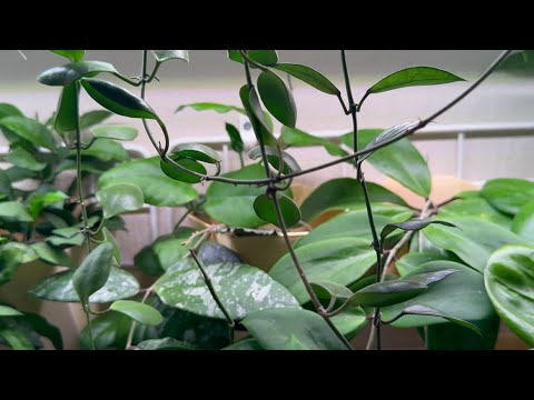 Видео: Хойи и Дисхидии. Новинки. Март 2025г.🌿